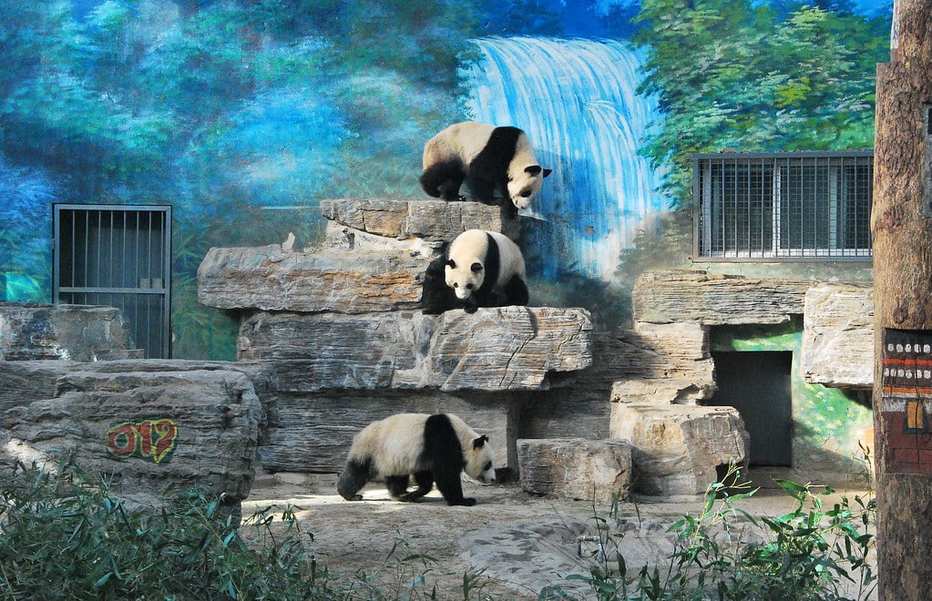 Du lịch Bắc Kinh - Sở thú